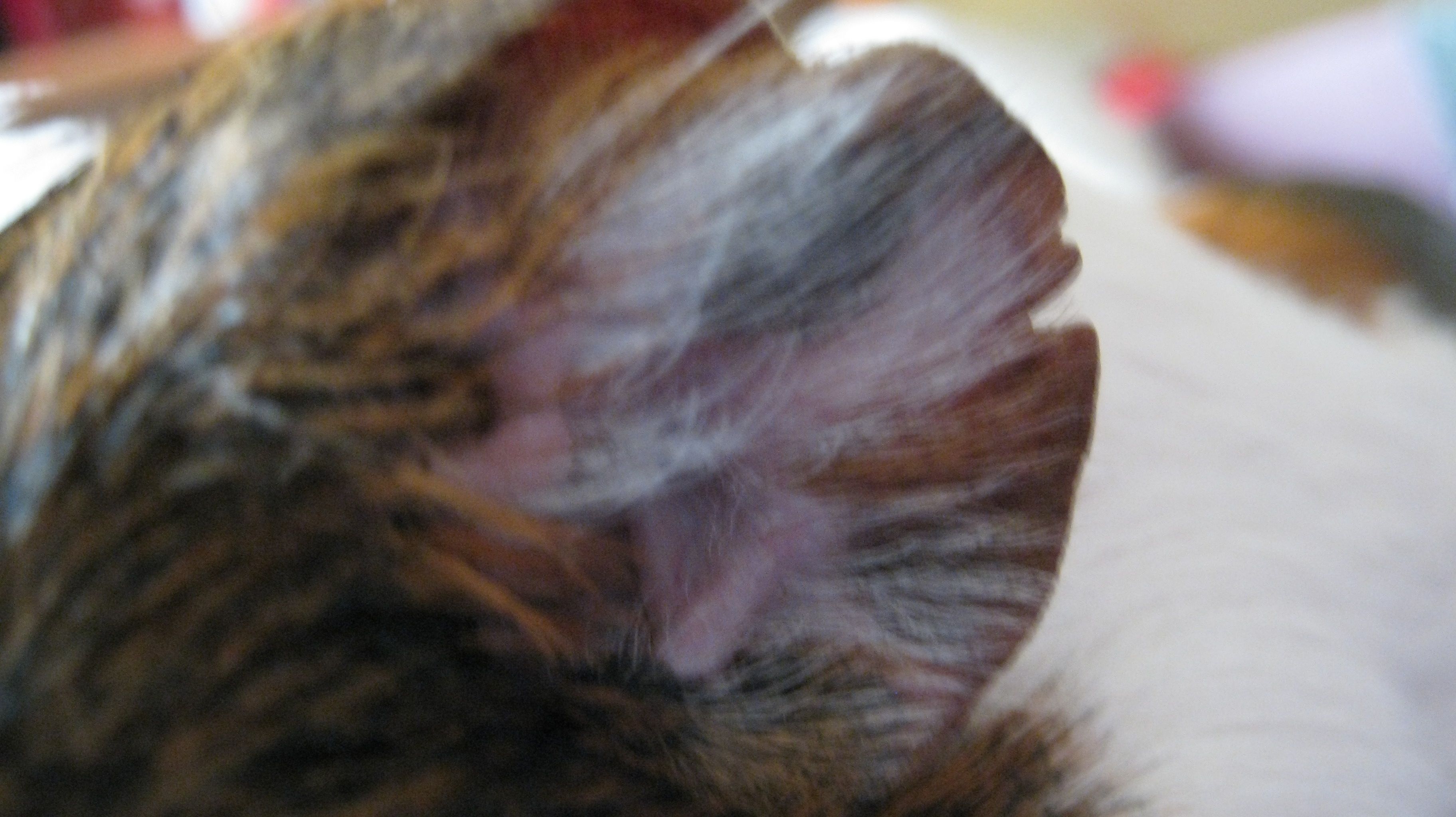 img_0658.jpg img_0658.jpg